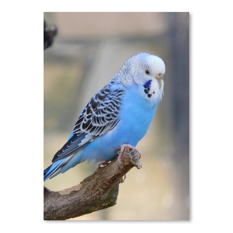 Parrot bird hot sale